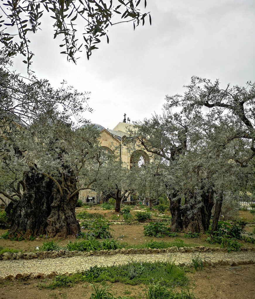 Ogród Gethsemane | Jerozolima